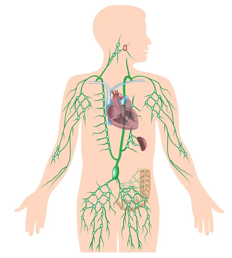 Diagram showing the lymphatic drainage system.
