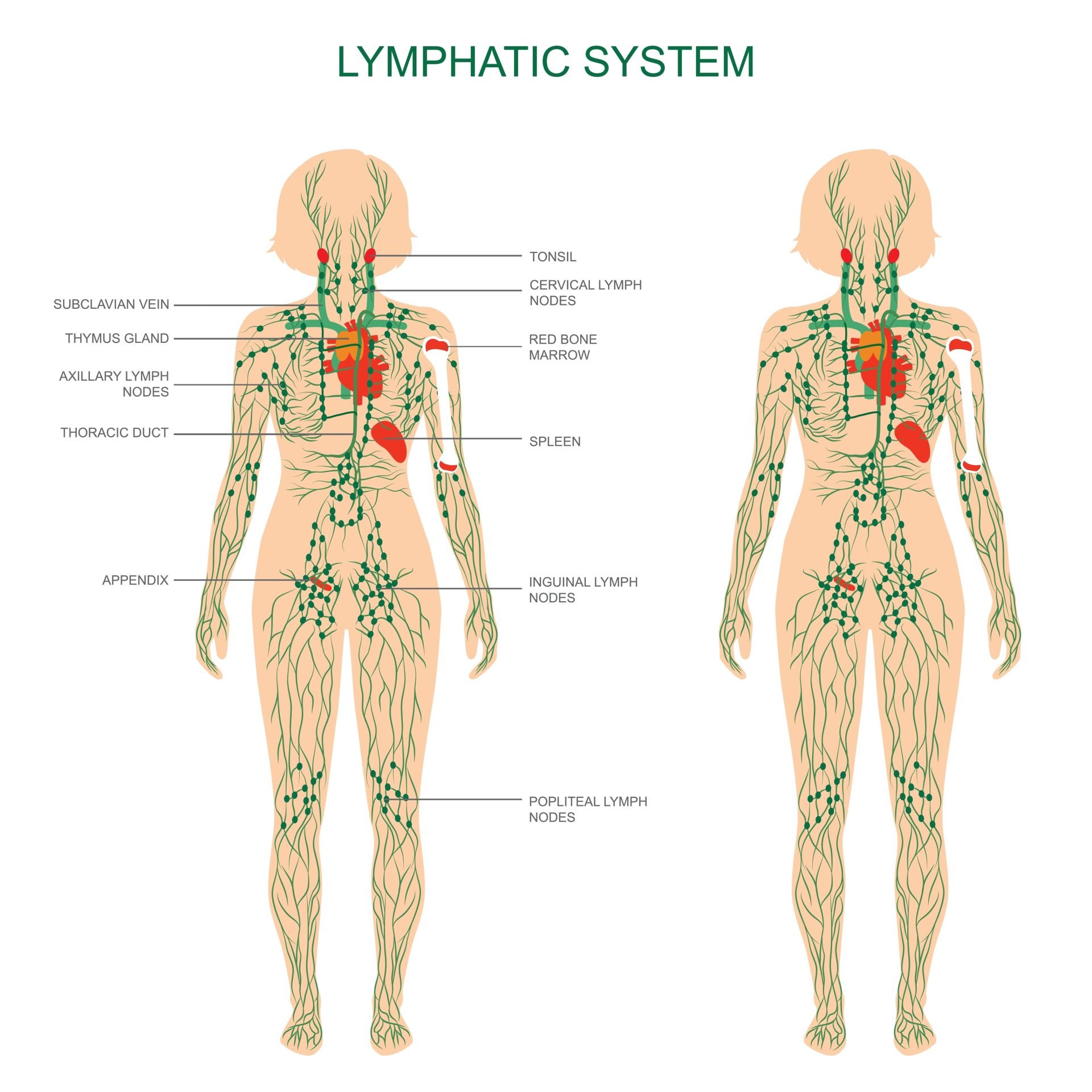 Diagram showing a breakdown of the lymphatic system. 